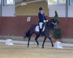 dressage horse Nyno 2 (German Riding Pony, 2004)