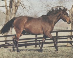 broodmare KD Princess xx (Thoroughbred, 1971, from Bold Commander xx)