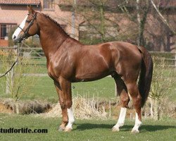 Deckhengst Ogano Sitte (Belgium Sporthorse, 1998, von Darco)