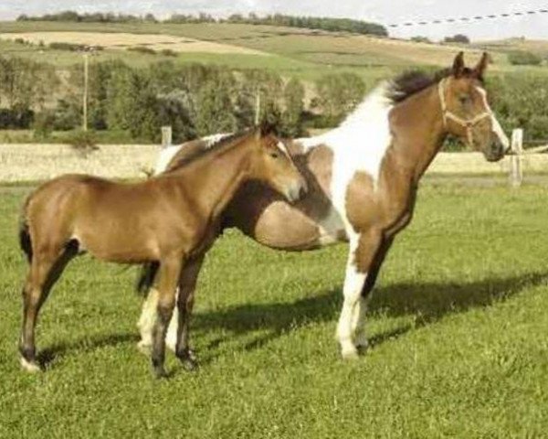 broodmare Laydy de Blagny (Selle Français, 1999, from Cacao Courcelle)