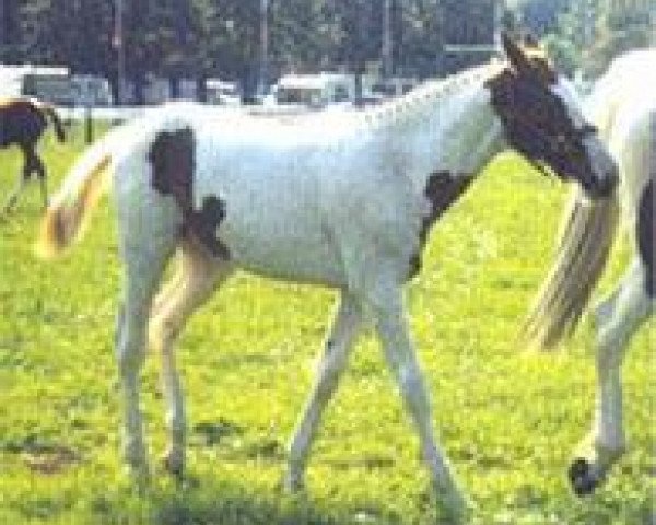 horse Kobla de Blagny (Selle Français, 1998, from Cacao Courcelle)