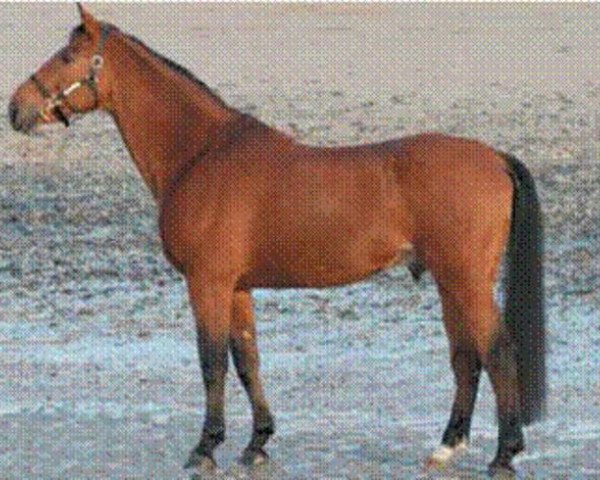 Deckhengst Cacao Courcelle (Selle Français, 1990, von Jalisco B)
