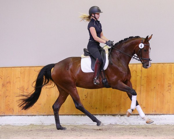 broodmare Rakete L (Oldenburg, 2016, from Sir Donnerhall I)