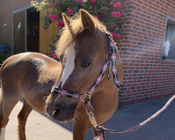 broodmare Leybucht's Berty (Welsh mountain pony (SEK.A), 1998, from Menai Julius)