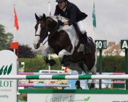 Zuchtstute Catapulte (Belgium Sporthorse, 2002, von Limbo)