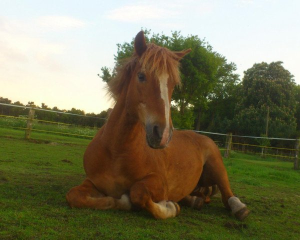 jumper Farina 711 (German Riding Pony, 1992) jumper Farina 711 (German Riding Pony, 1992)