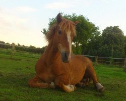 jumper Farina 711 (German Riding Pony, 1992)