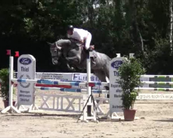 jumper Carlito I. (Holsteiner, 2008, from Corrado I)