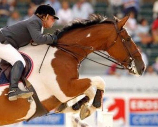 horse Nepos van Limbo (Belgium Sporthorse, 1997, from Limbo)