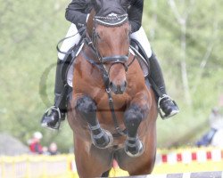 jumper Cody 52 (Westphalian, 2002, from Collin L)