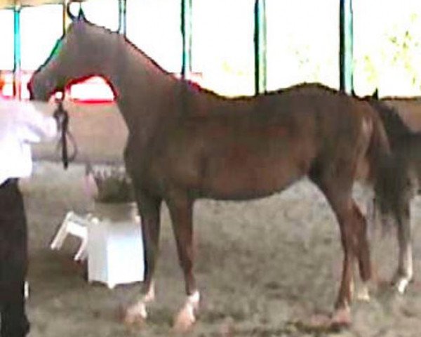 broodmare Dinara (Oldenburg, 2001, from Donnerwerth) broodmare Dinara (Oldenburg, 2001, from Donnerwerth)