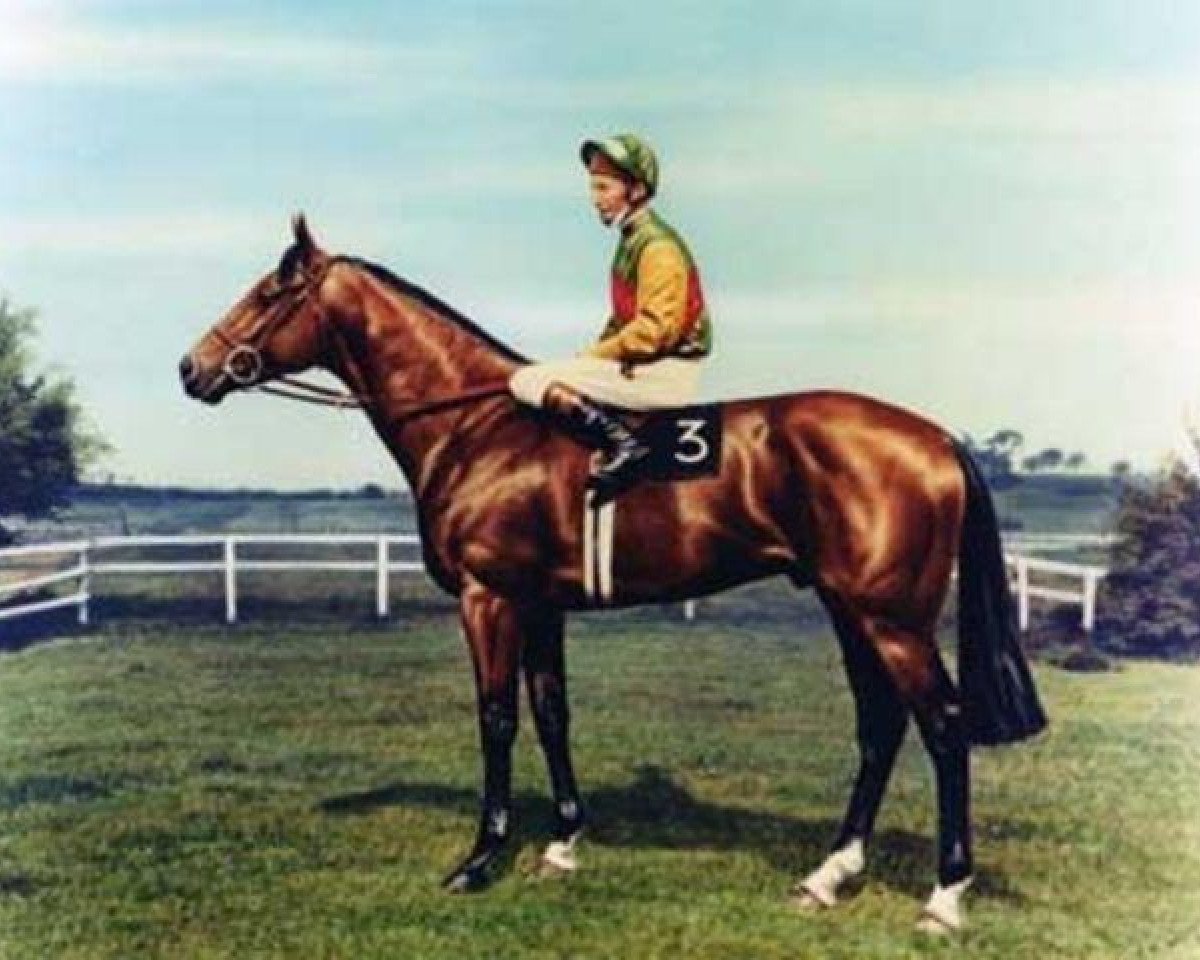 Deckhengst Nijinsky xx (Englisches Vollblut, 1967, von Northern Dancer xx)