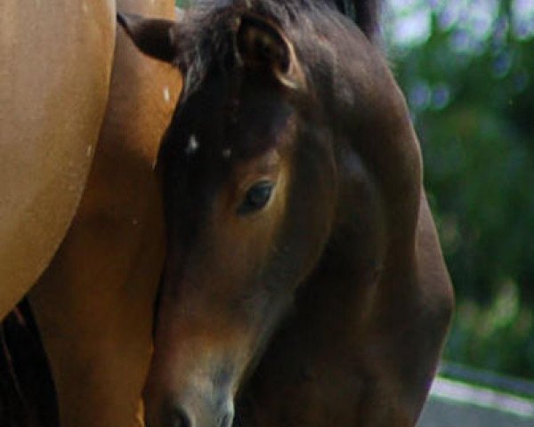 horse Piccolina (American Riding Pony, 2008, from Popeye)