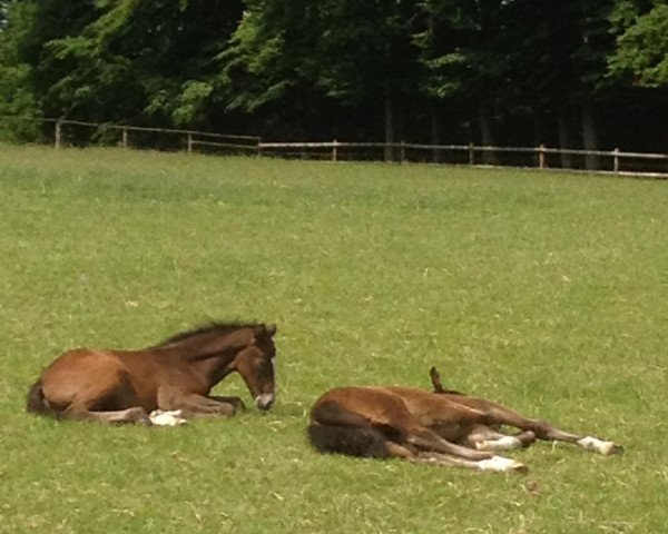 dressage horse Rosi Royal AS (Westphalian, 2013, from Royal Classic I)