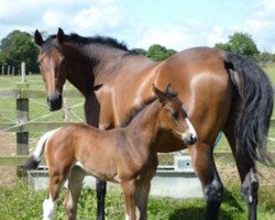 broodmare Charisma xx (Thoroughbred, 2003, from Kings Composer xx)