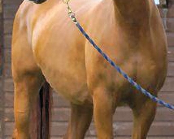 broodmare Junes Lady (Irish Sport Horse,  , from Gypsy Duke)