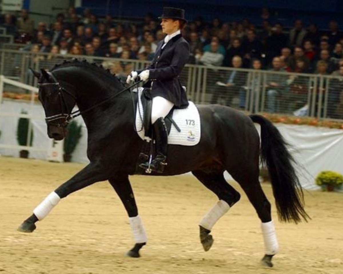 horse Di Caprio (Hanoverian, 1996, from Davignon I)