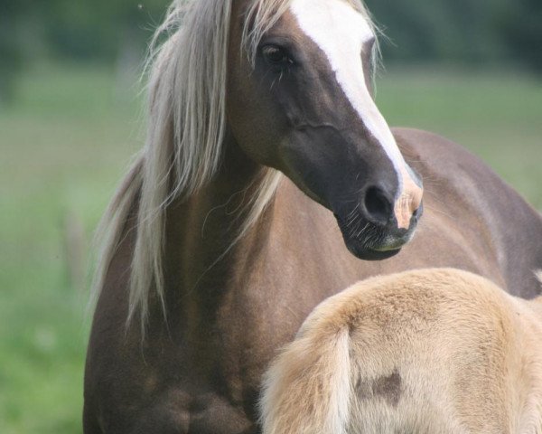 broodmare Sunshine Lady (German Riding Pony, 2000, from Galant)