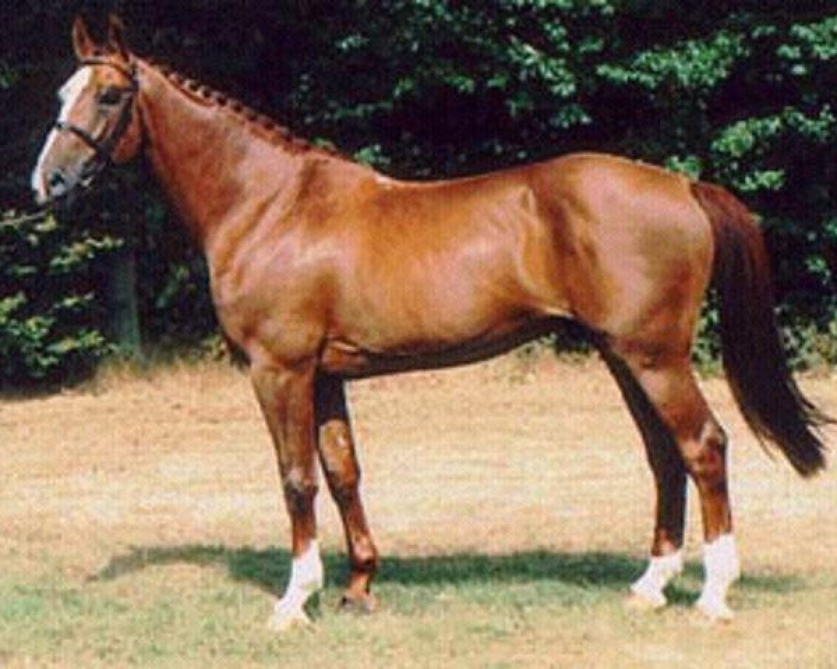 stallion Amadeus Z (Hanoverian, 1985, from Alme)