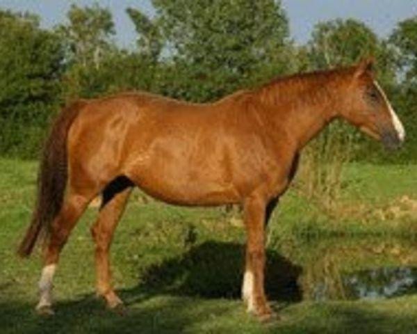 broodmare Avonti (Hanoverian, 2002, from Amadeus Z)