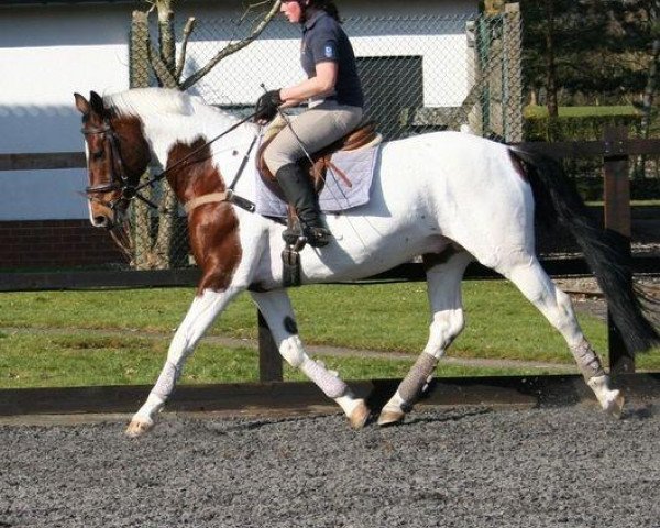 Pferd Vagebont (KWPN (Niederländisches Warmblut), 2002, von Mecenas) Pferd Vagebont (KWPN (Niederländisches Warmblut), 2002, von Mecenas)