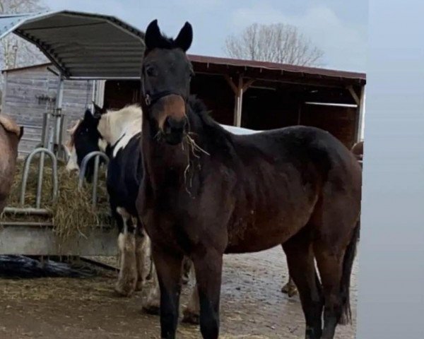 horse Daliah Lavi vom Matthof (Oldenburg show jumper, 2019, from Sir Bedo)
