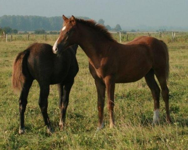 horse Valentino de Circée (Selle Français, 2009, from Corofino I)