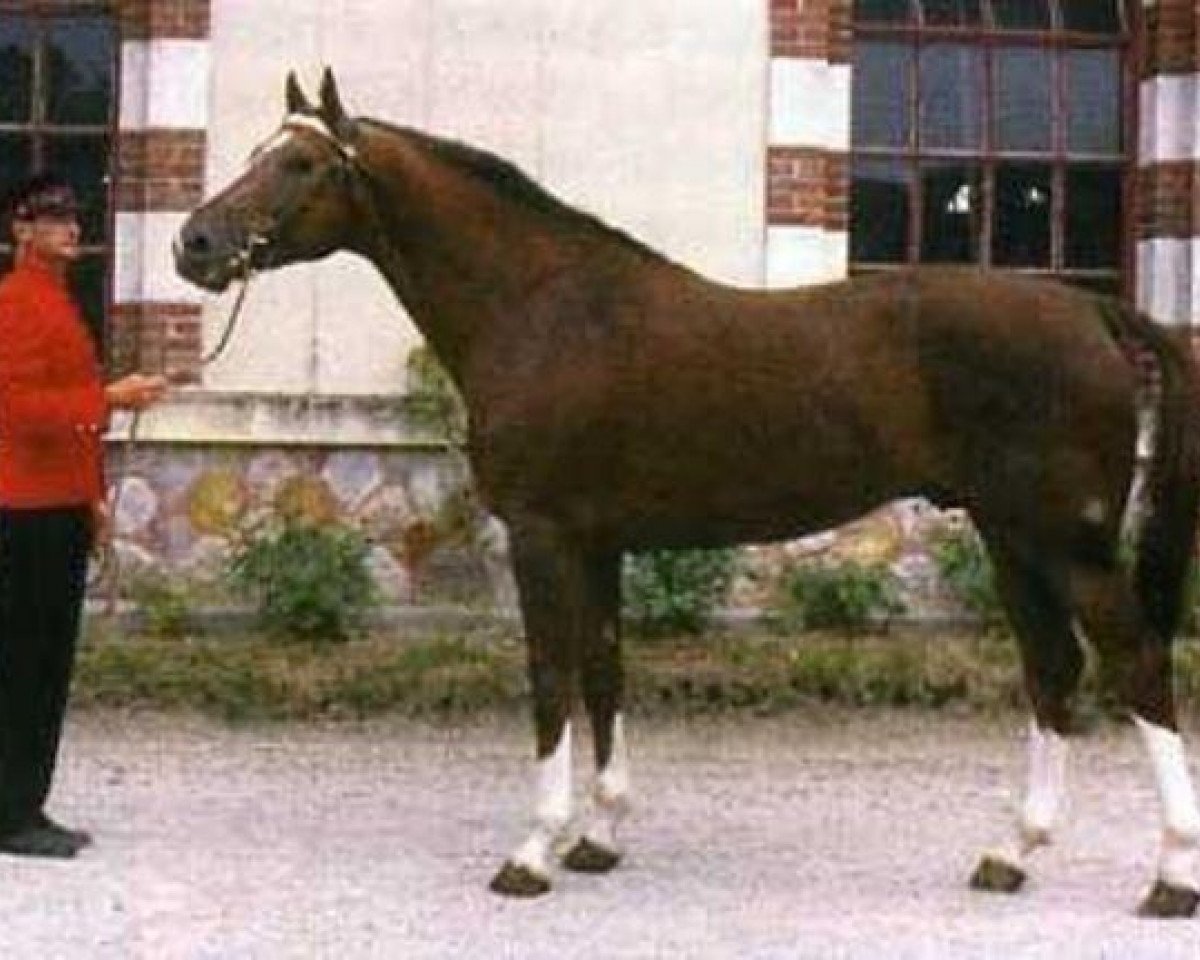 stallion Muguet du Manoir (Selle Français, 1978, from Artichaut)