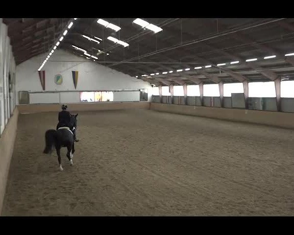 Reitturnier NÖ, Kottingbrunn 2022