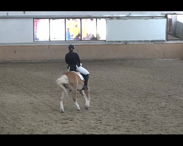 Reitturnier NÖ, Kottingbrunn 2022