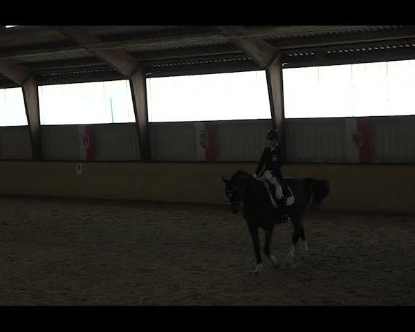 Reitturnier NÖ, Kottingbrunn 2022