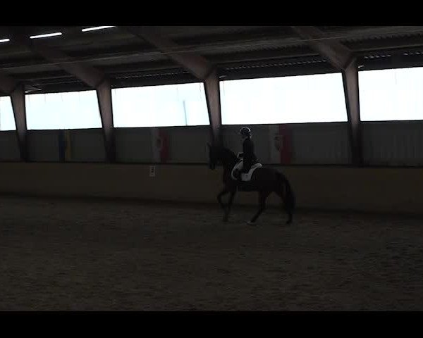 Reitturnier NÖ, Kottingbrunn 2022