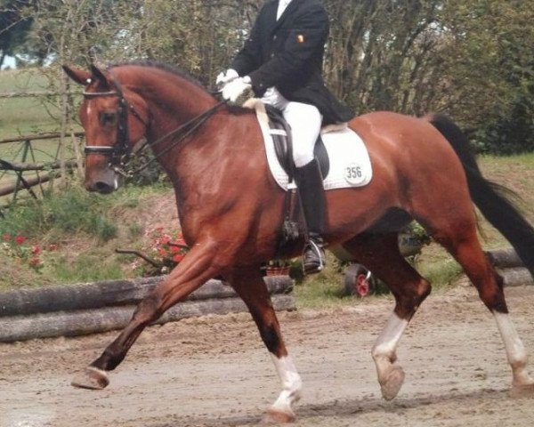 dressage horse Enzian 108 (Westphalian, 1997, from Ehrentanz I)