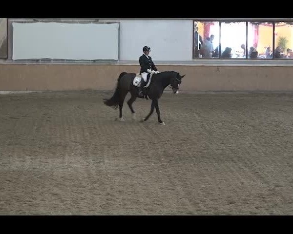 Reitturnier NÖ, Kottingbrunn 2022