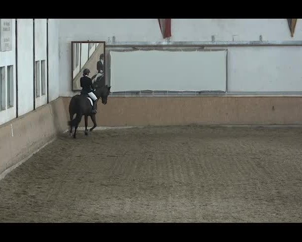 Reitturnier NÖ, Kottingbrunn 2022