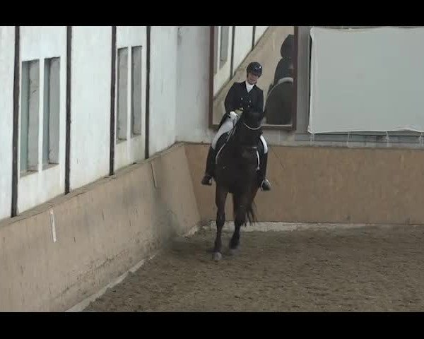 Reitturnier NÖ, Kottingbrunn 2022