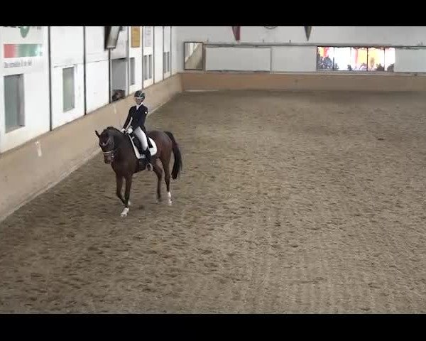 Reitturnier NÖ, Kottingbrunn 2022