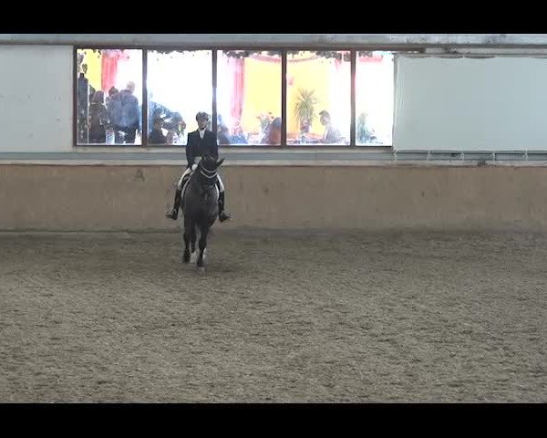 Reitturnier NÖ, Kottingbrunn 2022