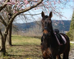 horse Diva 624 (Hanoverian, 2012)