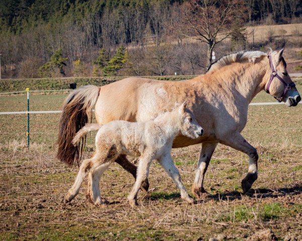 horse Ingo von der Marien-Quelle (Fjord Horse, 2022, from Isko)