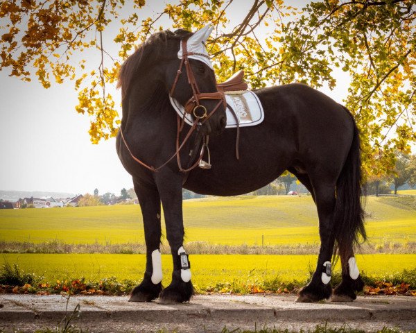 broodmare Victorie fan 'e Slotsdijk (Friese, 2006, from Abel)
