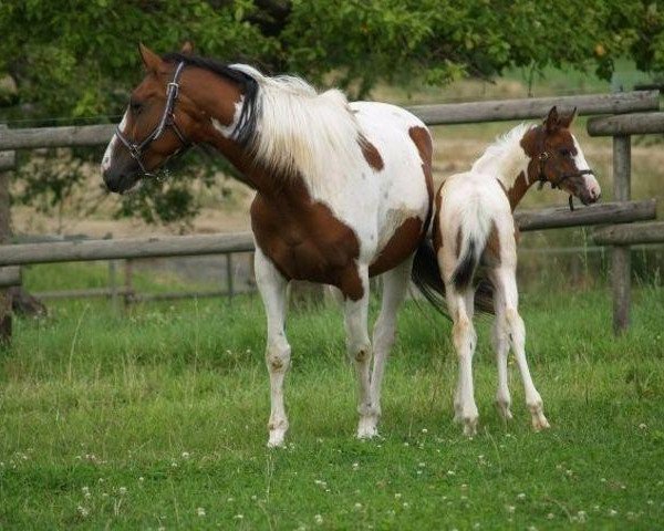 broodmare Pie Lipili of Coco (Selle Français, 2003, from Copabella Visage)