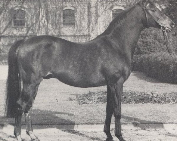 stallion Blauspecht xx (Thoroughbred, 1955, from Madjar xx) stallion Blauspecht xx (Thoroughbred, 1955, from Madjar xx)