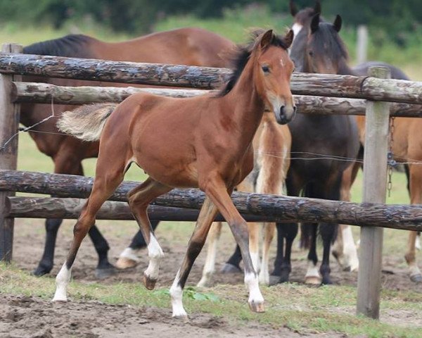 horse Noaber (German Riding Pony, 2013, from Nobel Nagano NRW)