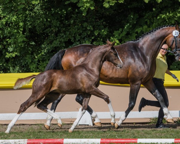 horse Damira JS (Hanoverian, 2021, from Dimaggio Black)