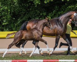 horse Damira JS (Hanoverian, 2021, from Dimaggio Black)