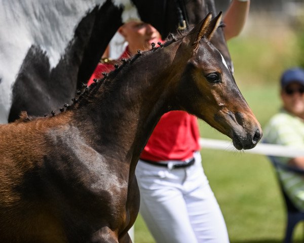 Pferd Conthalisca (Schweizer Warmblut, 2021, von Conthalou)