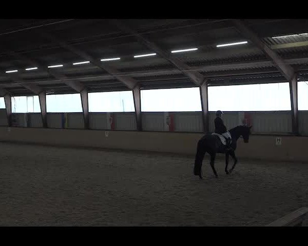 Reitturnier NÖ, Kottingbrunn 2022