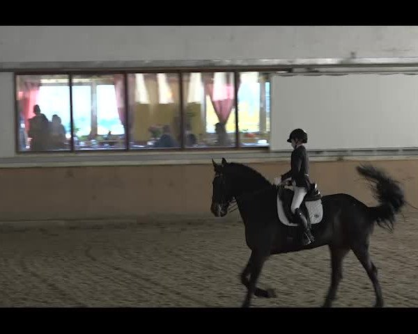 Reitturnier NÖ, Kottingbrunn 2022