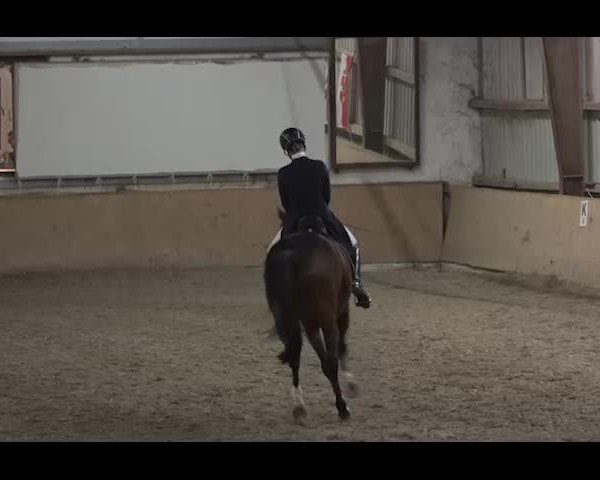 Reitturnier NÖ, Kottingbrunn 2022